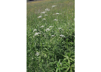 Wiesen Kerbel (Anthriscus sylvestris L.) - © Emanuel Trummer